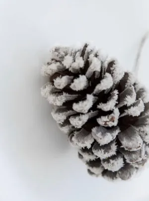 Bag of snowy pinecones x 6