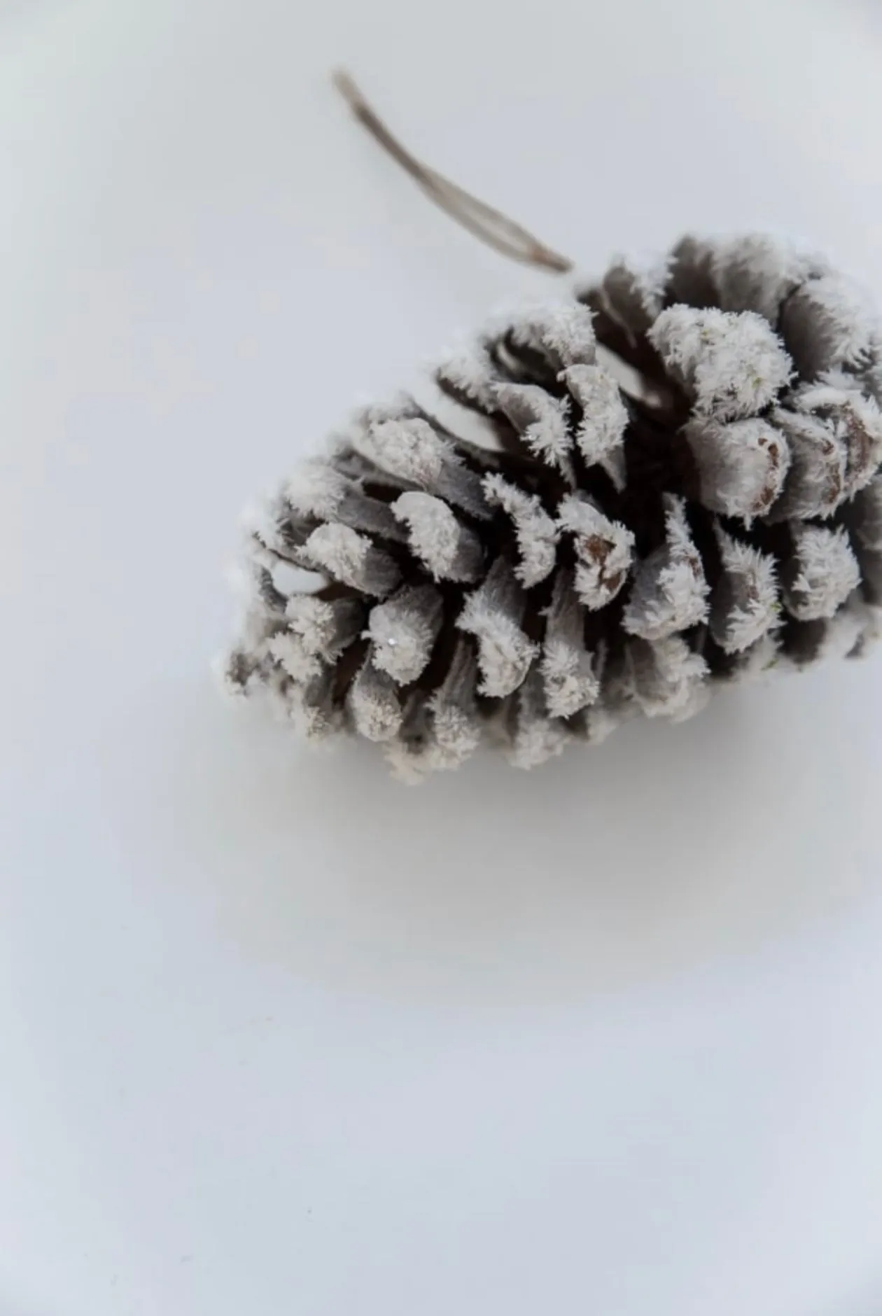 Bag of snowy pinecones x 6